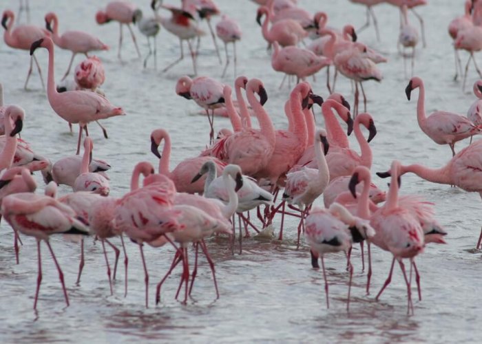 lake manyara master3